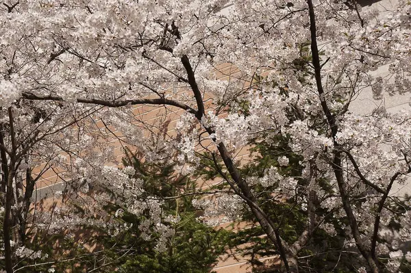Japonya 'da kiraz çiçekleri, Tokyo
