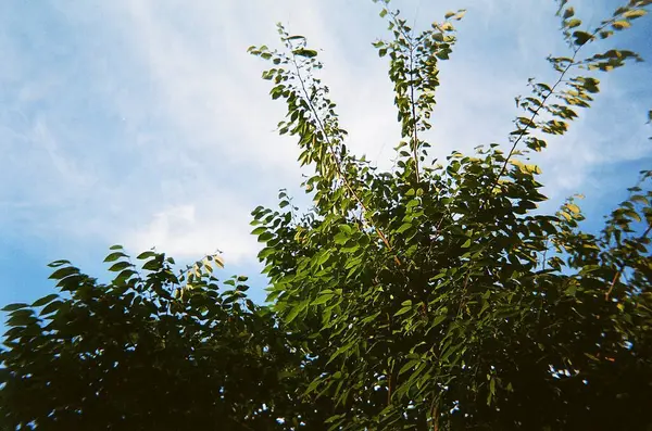 yeşil yaprakları ve dalları üzerinde