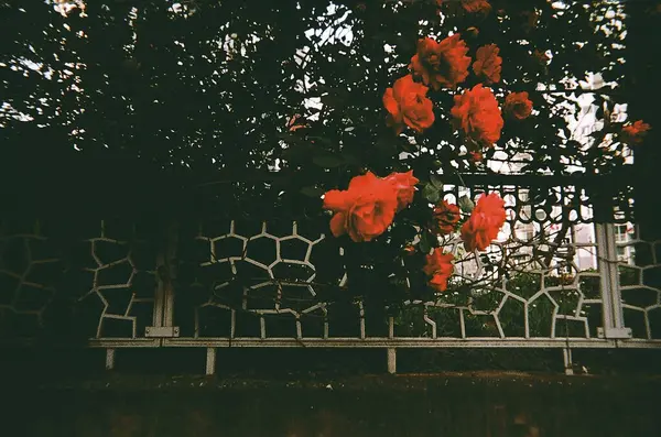 Güzel botanik fotoğrafı, doğal duvar kağıdı.