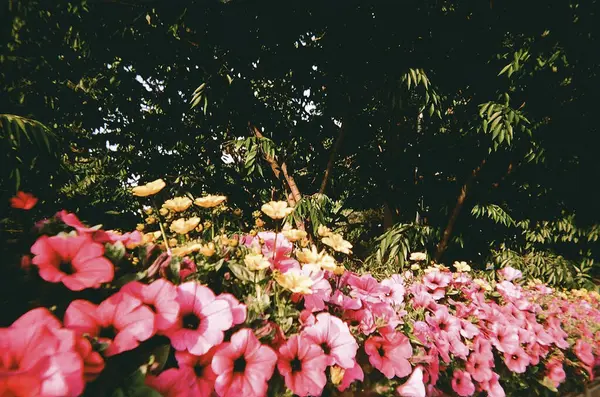 Bahçedeki güzel çiçekler