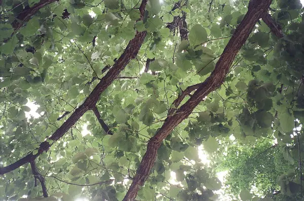 Ağaç dalları bitki örtüsü, çevre