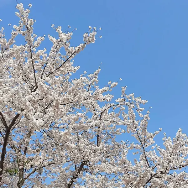 Japonya 'da kiraz çiçekleri