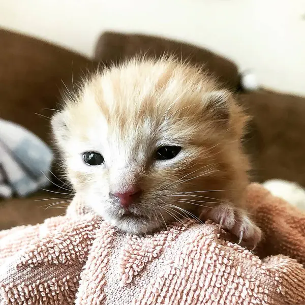 Kediciğin ellerinde sevimli bir kedi yavrusu