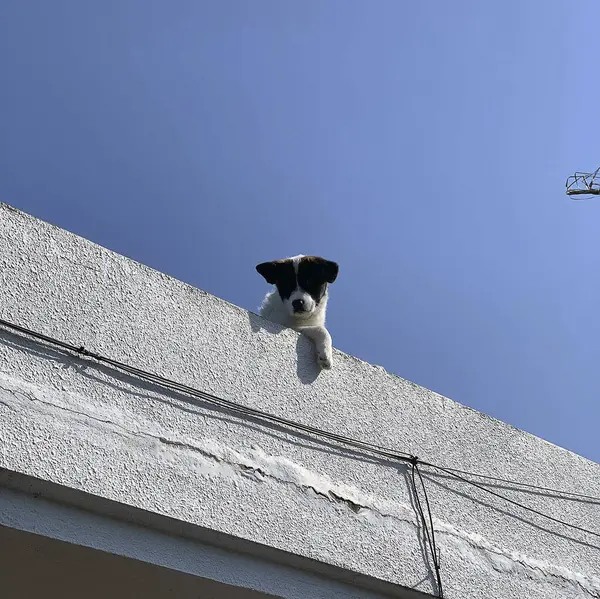Mavi gökyüzü arka planında beyaz tüylü kedi
