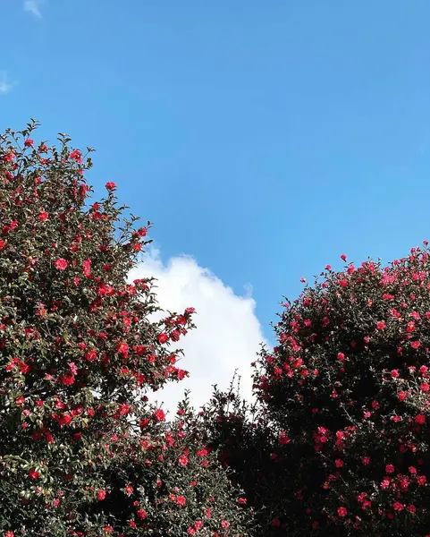 Güzel botanik fotoğrafı, doğal duvar kağıdı.
