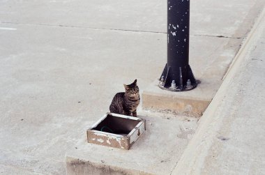 Sokaktaki sevimli kedi.