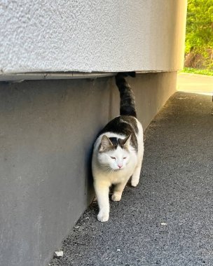 Kedi sokakta oturuyor.