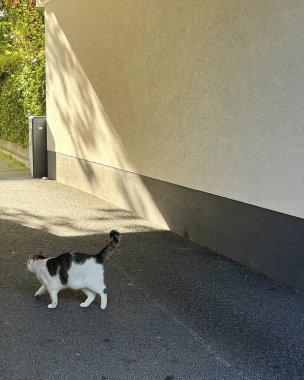 Bir bahçe içinde şirin kedi