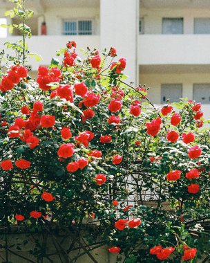 Bahçedeki kırmızı güller