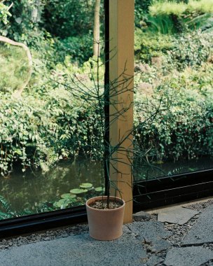 Güzel botanik fotoğrafı, doğal duvar kağıdı.