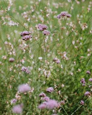 Güzel botanik fotoğrafı, doğal duvar kağıdı.