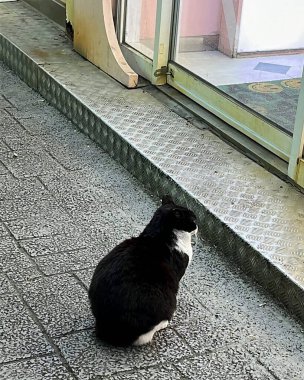 Kedi yerde oturuyor.