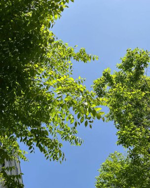 Ormanda yeşil yapraklar