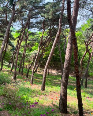 Parkın güzel manzarası