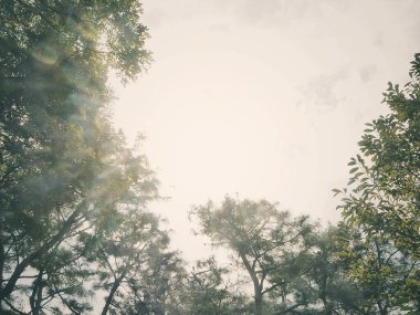 Ormanda ağaç dalları, doğada bitki örtüsü