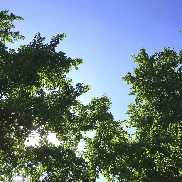 Ormanda yeşil yapraklar