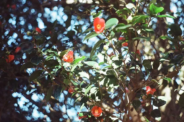 kırmızı meyveler bir ağaç dalında