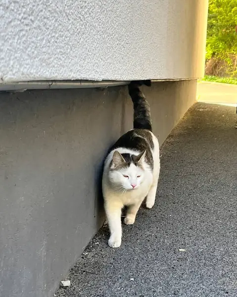 Kedi sokakta oturuyor.