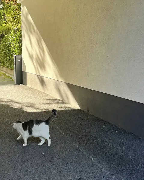 Bir bahçe içinde şirin kedi