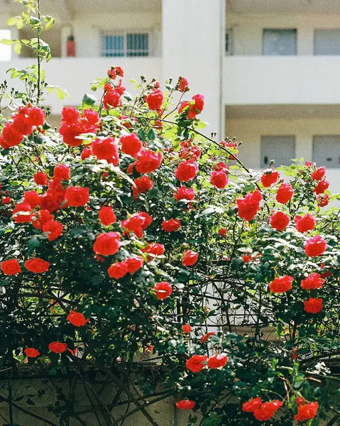Bahçedeki kırmızı güller
