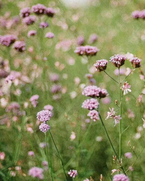 Bahçedeki güzel çiçekler