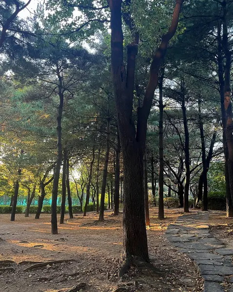 Şehirdeki sonbahar parkı