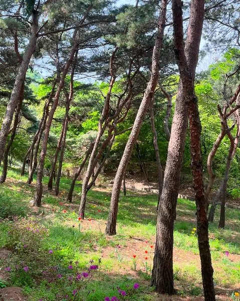 Parkın güzel manzarası