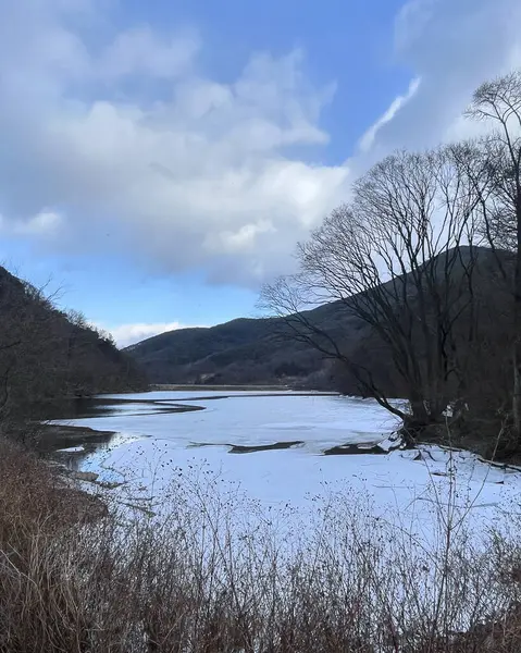 Ağacı ve nehri olan güzel bir manzara.