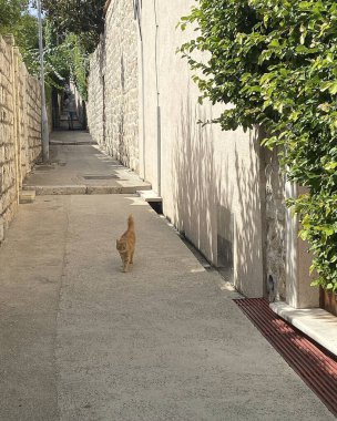 Sokakta yürüyen kedi