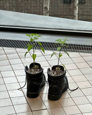 Pencere kenarındaki saksıda yetişen bitki.