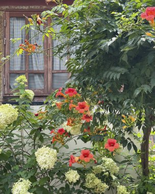 Bahçedeki güzel çiçekler