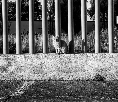 Merdivenlerde oturan bir kedinin siyah beyaz fotoğrafı.