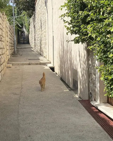 Sokakta yürüyen kedi