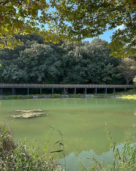 Ormandaki nehrin güzel manzarası