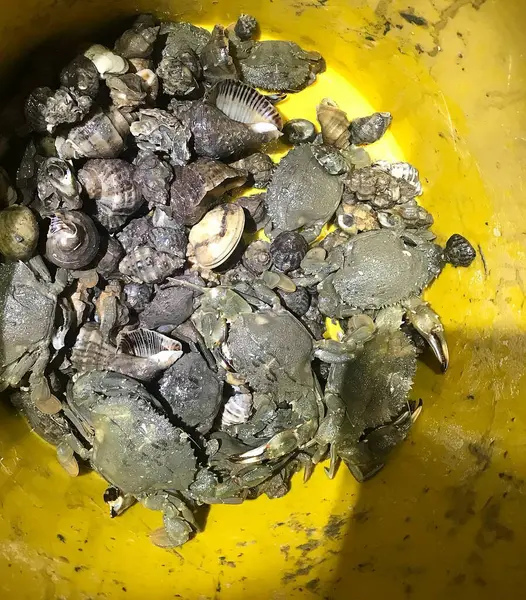 Pazarda taze deniz kabukları