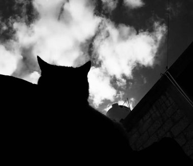 black cat in the sky