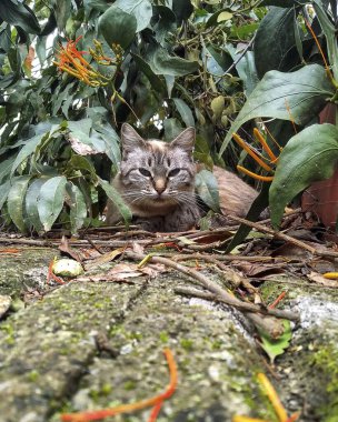 Kedi çimlerin üzerinde yatıyor.