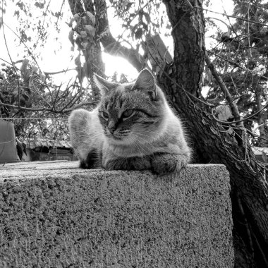 Sokaktaki sevimli kedi.