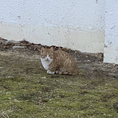 Yerde yatan sevimli bir kedi.