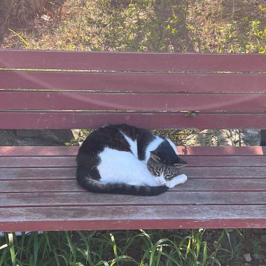 Bir kedi bankta dinleniyor.