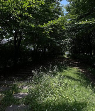 Ağaçlı ve yeşil yapraklı güzel bir manzara.