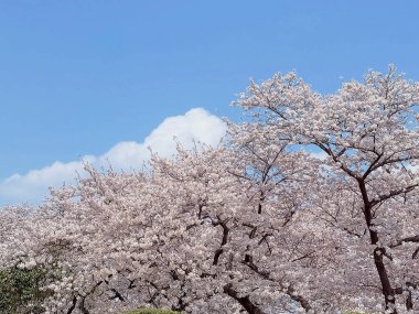 Japonya 'da kiraz çiçeği