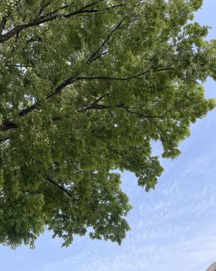 Ormanda yeşil ağaçlar