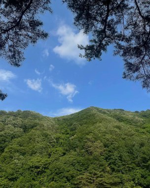 Ağaçlar ve bulutlarla dolu güzel bir manzara.