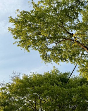 Ormanda yeşil yapraklar