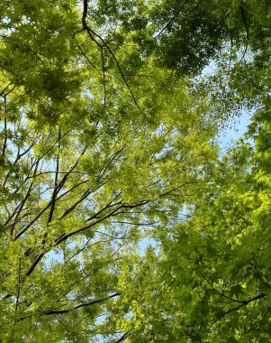 Ormanda yeşil ağaçlar