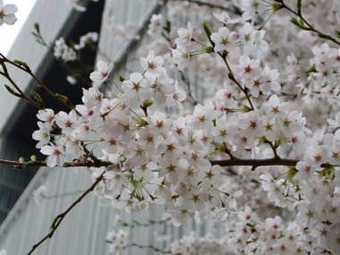 Bahçede güzel bahar çiçekleri