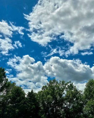 Ormanın güzel manzarası