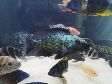 Şehrin güzel tropikal akvaryumu