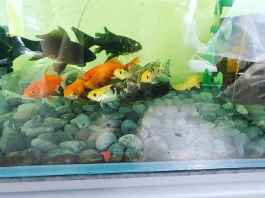 Lezzetli Asya yemeklerinin yakın görüntüsü